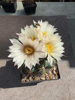 Coryphantha elephantidens